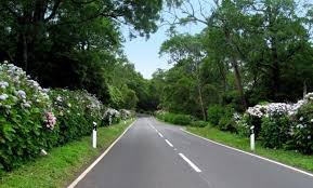 estrada arv